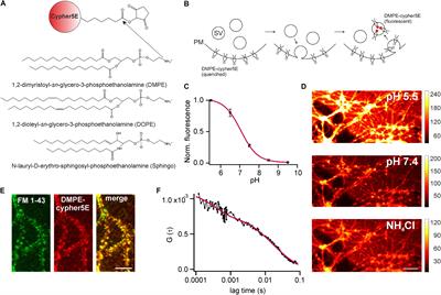 Novel pH-Sensitive Lipid Based Exo-Endocytosis Tracers Reveal Fast Intermixing of Synaptic Vesicle Pools